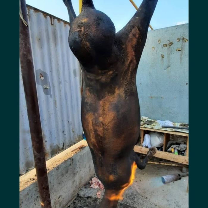 Кой Бараны токтушки продаётся 38000тысч