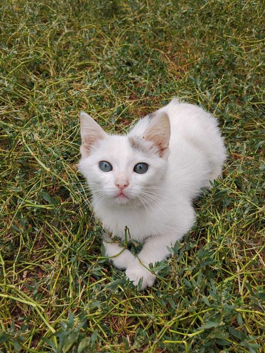 Отдам котенка в добрые руки