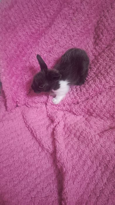 Продам карликовых кроликов