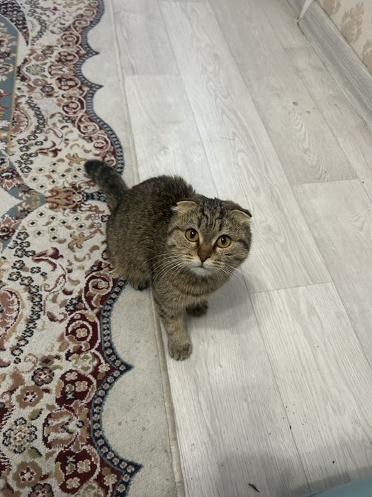 Отдам даром кота, Scottish Fold (вислоухий)