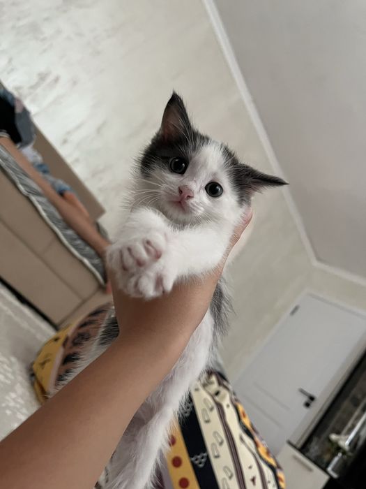 котята приученные к лотку