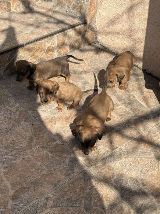 Дакели породости