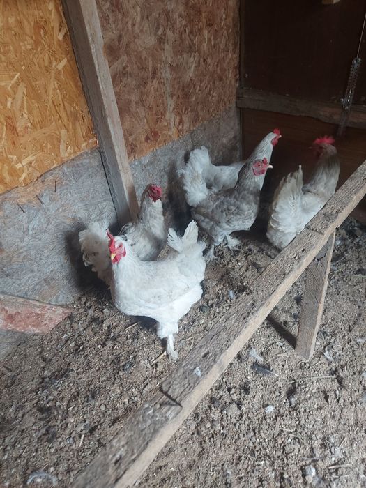 Продается куры смешаной породы