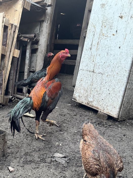 Продам семейку даканов