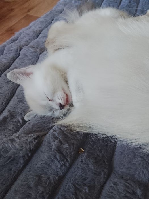 Отдам котёнка девочку.