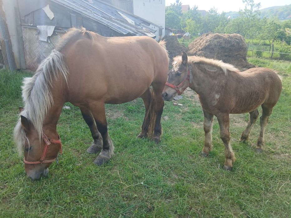 Vând iapă cu mânz