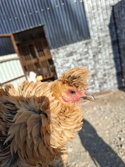 Куры карликовые, карлики