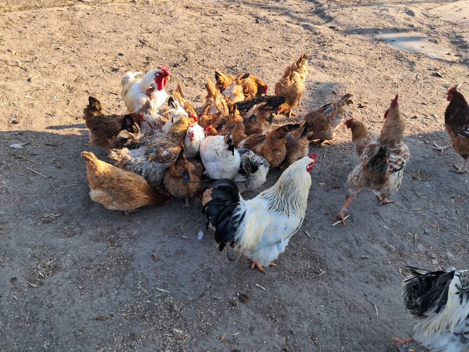 Vând gaini si cocosi de tara