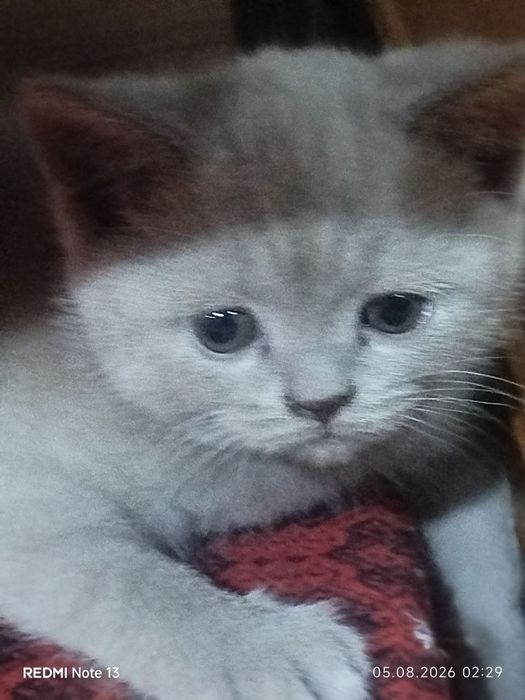 продаётся котёнок