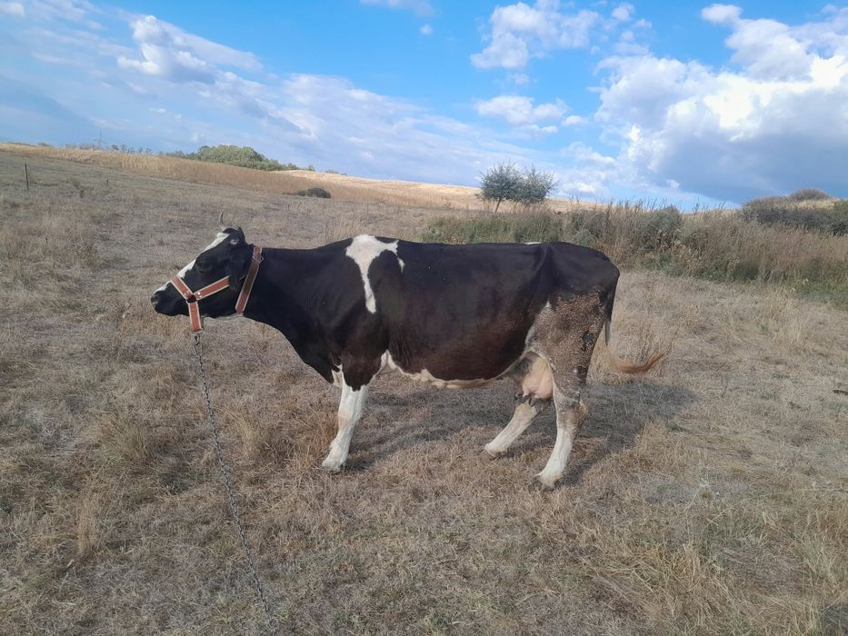 Vând 2 vaci de abator