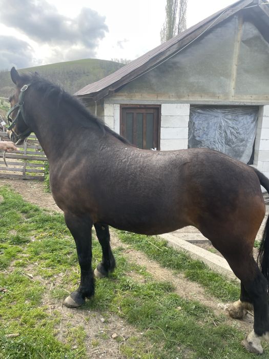 Vând Iapă  de 5 ani