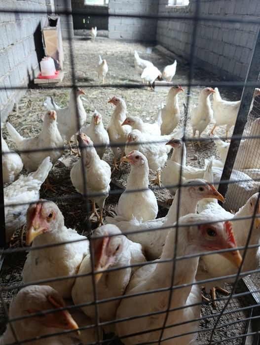 Продам кур несушик коралл