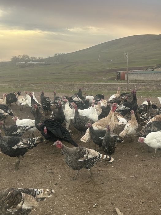 Индюктер сатылады