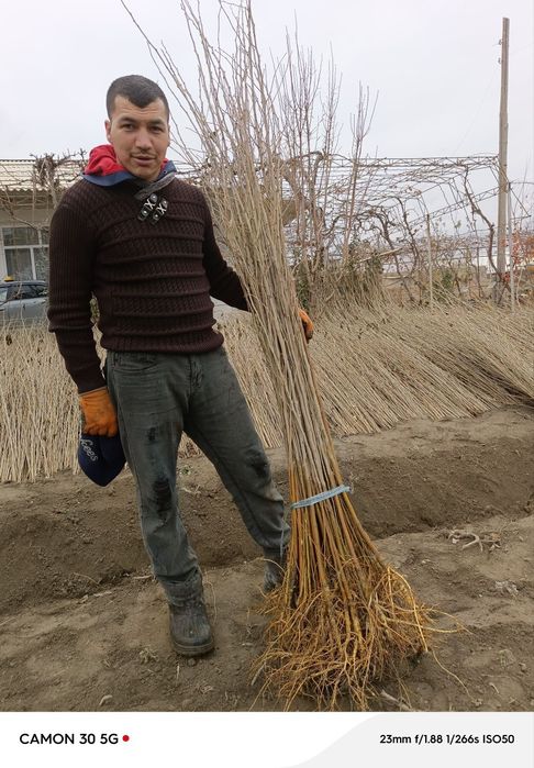 Tut kóchatlari kafolatli !