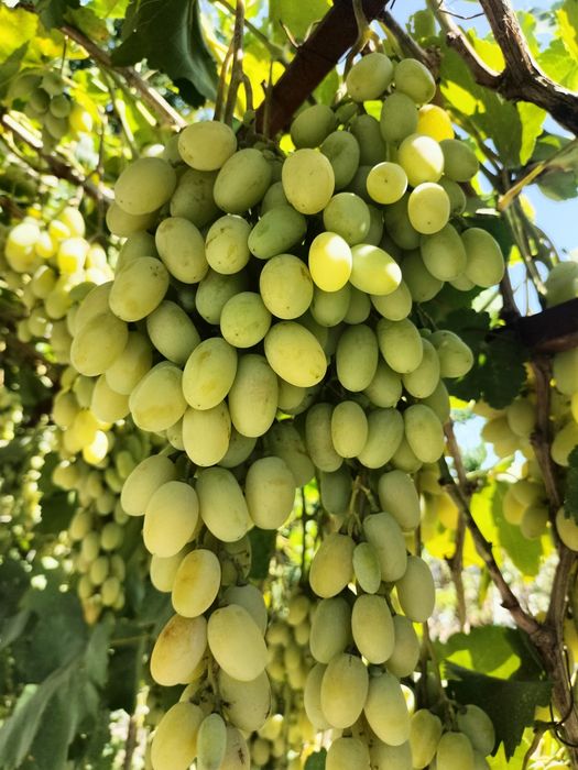 Продам виноград дамский пальчик