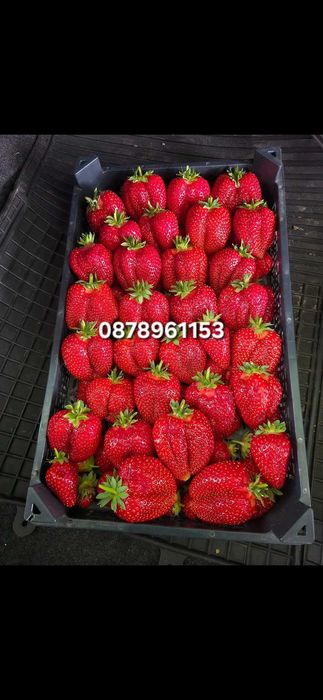 Разсад ягоди  целогодишни сортове