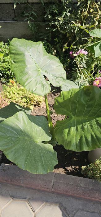 Алоказия крупно листовой