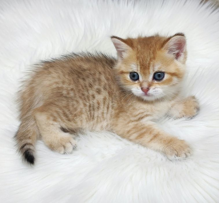 Британские девочки и мальчики шиншиллы