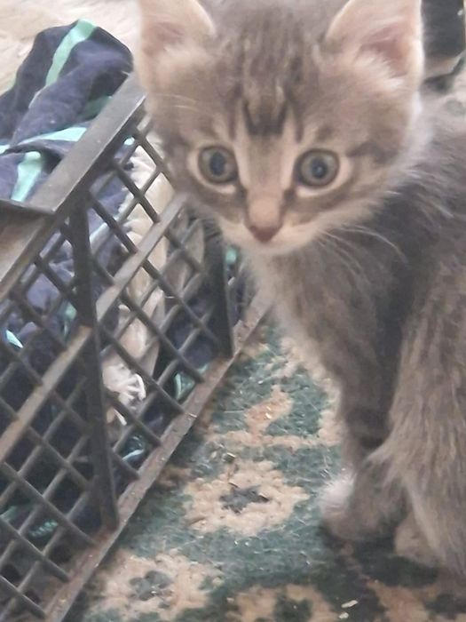 Отдам красивых котят