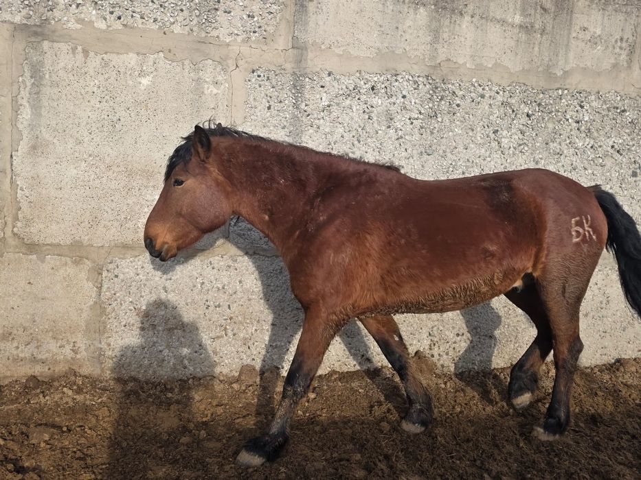 Мұғалжар айғырлар сатылады