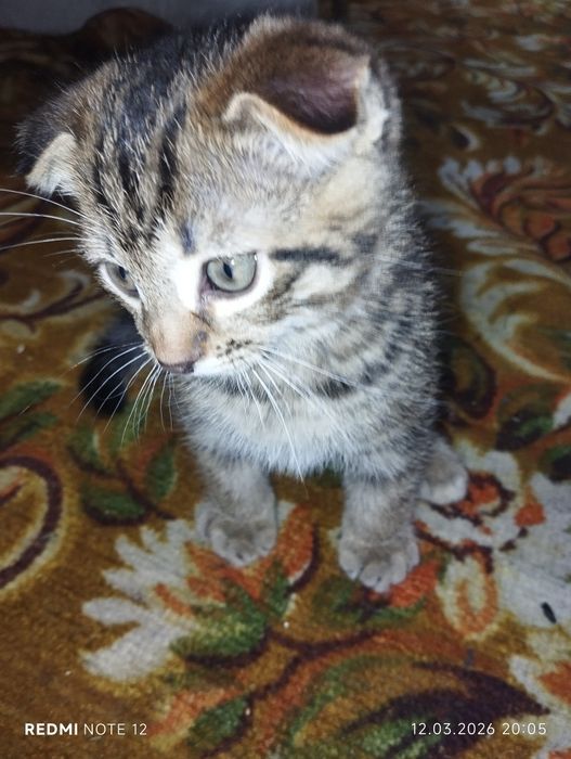 Котенок ищет дом