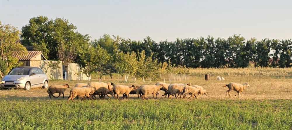 DE Vânzare – Oi Țigaie × Suffolk – GRABAȚ, Timiș