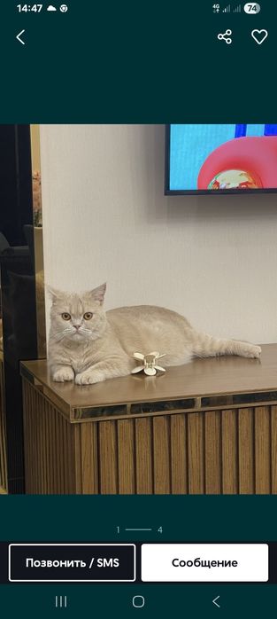 Mushuk sotiladi qiz mushuk