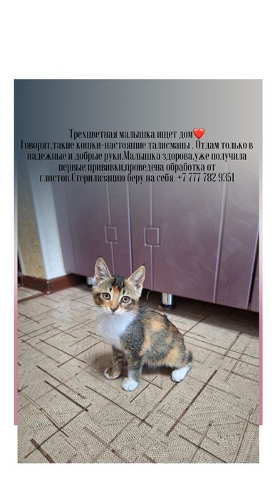 Шешен киски