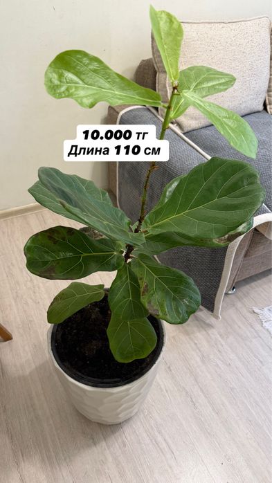 Продам комнатные цветы