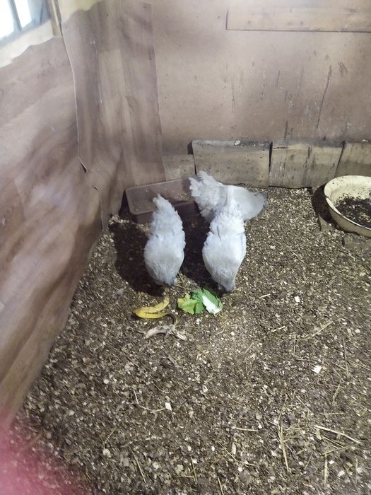 Продам семью Амеруакана Лаванда.