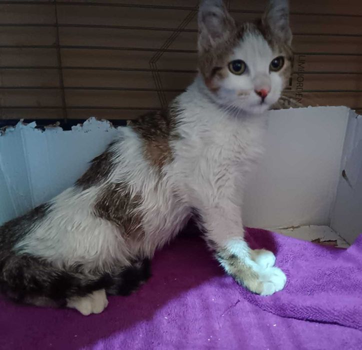 Adoptie pui de pisica fete