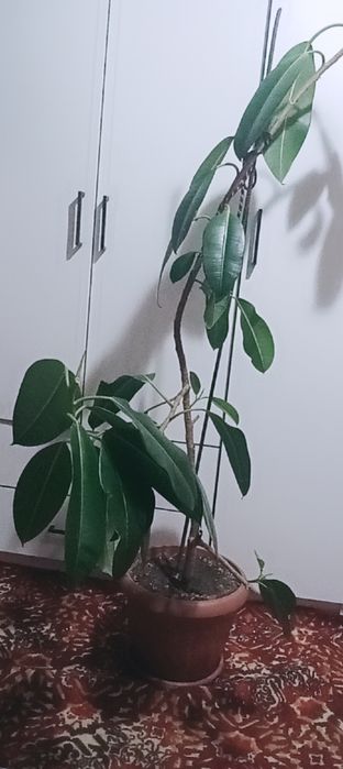 Продам цвето-фикус