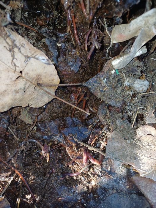 Калифорния чувалчангги