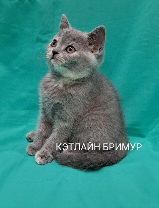 Британские котята