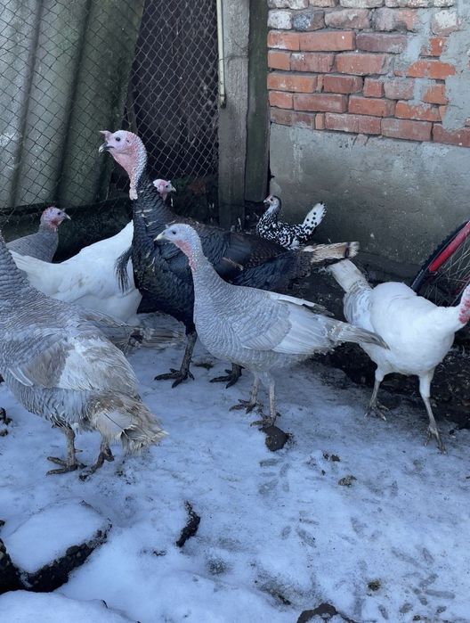 Curcani de casă crescuti bio