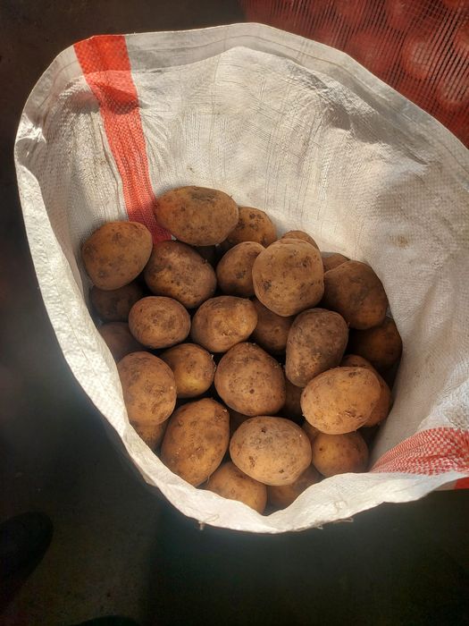 Продаём картошку 200 тг за кг