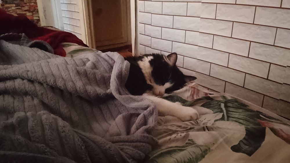 Отдам даром, кастрирован.