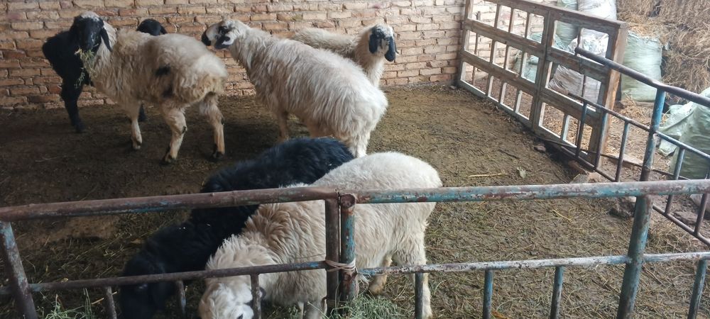 Куйлар сотиладии