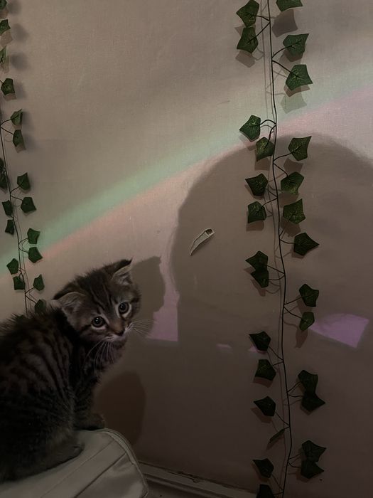 котенок 2 месяца, помесь веслоухой