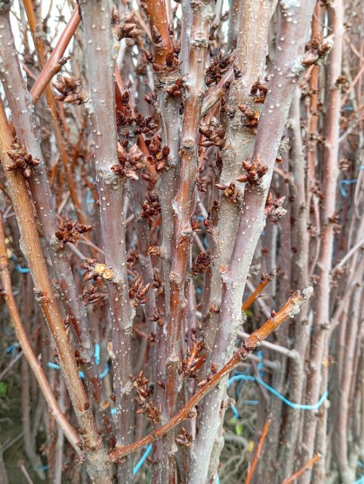 Овощни дървета разсад!