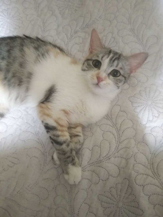 Отдам котят в хорошие руки... Едят всё ... К латку приучены