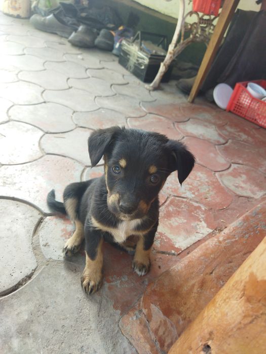 Отдам щенков 3 девочки и 1 мальчик