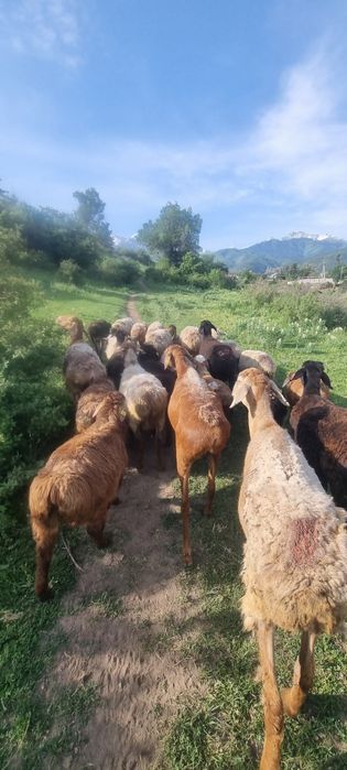 Продам баран находятся Коктобе 1