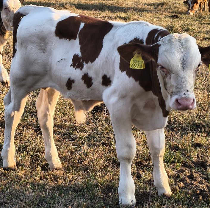 Vând vițel, gras, încă suge la vacă!!!
