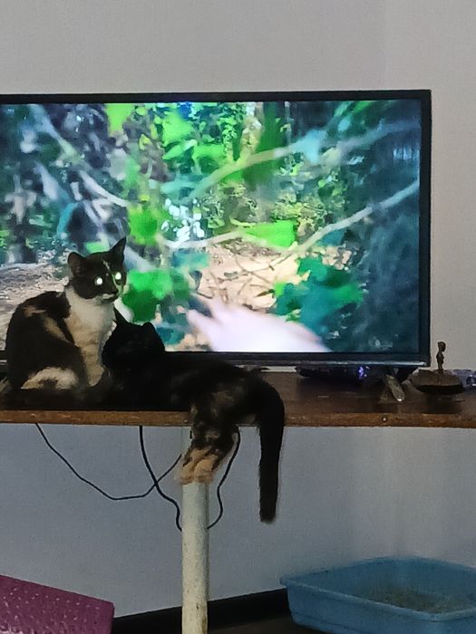 Продаются котики за символическую плату