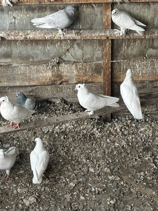 Голуби разных мастей
