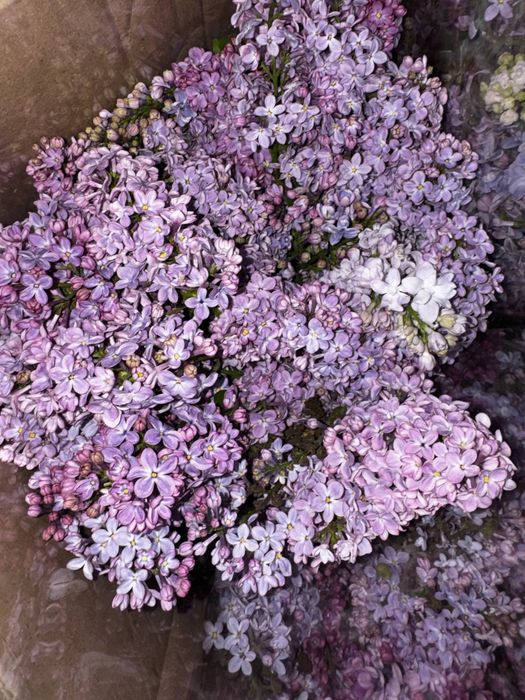 Сирень оптом 10.000 сум