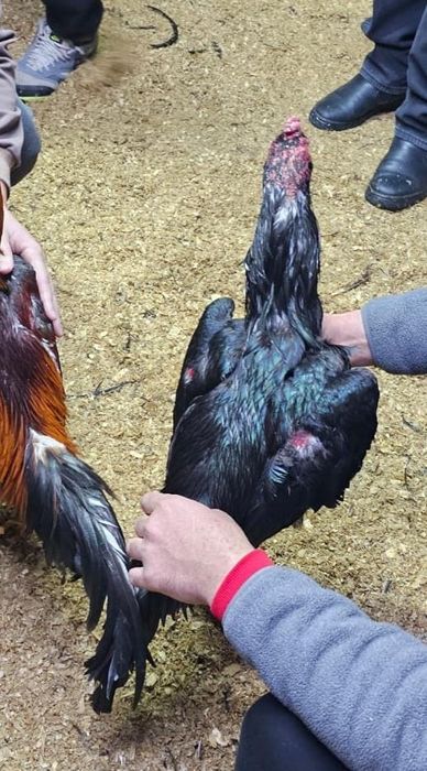 Дакан бойцовая птица