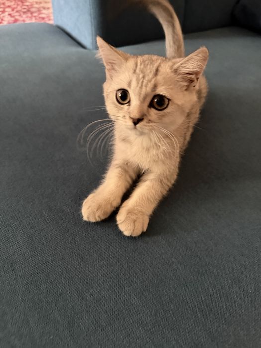 Серая шиншилла кот