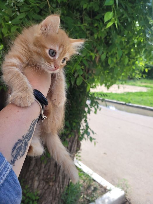Рыжик к счастью ищет дом